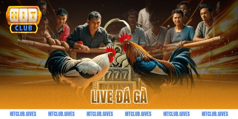 live đá gà