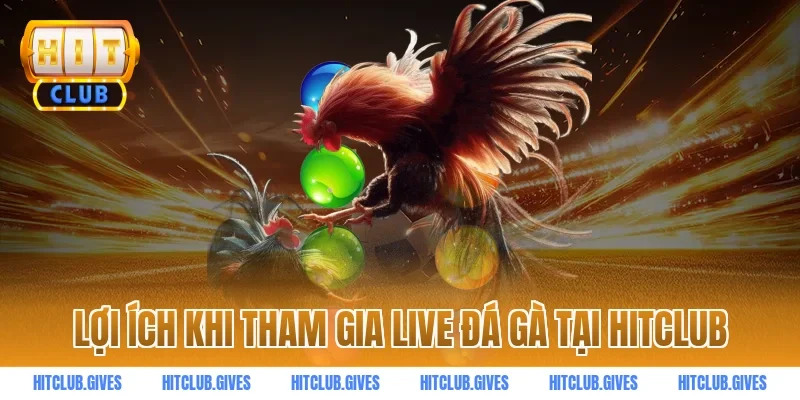 Lợi ích khi tham gia live đá gà tại HitClub