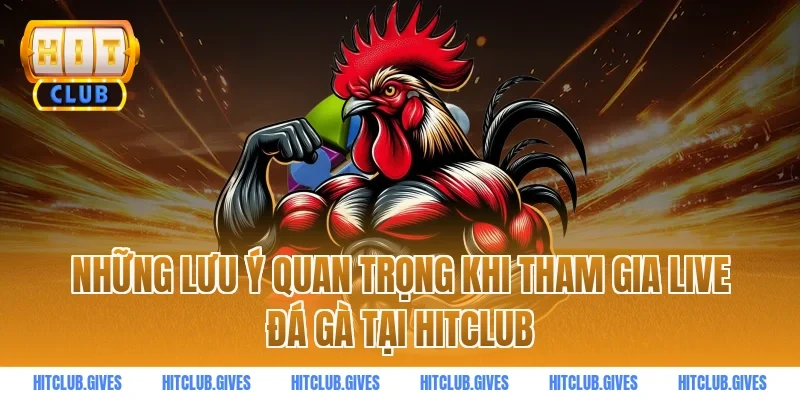 Những lưu ý quan trọng khi tham gia live đá gà tại HitClub